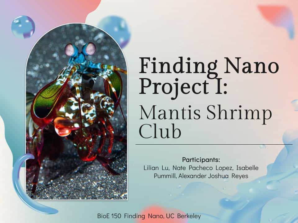 Bouligand Inspired Chitin Toughness Design