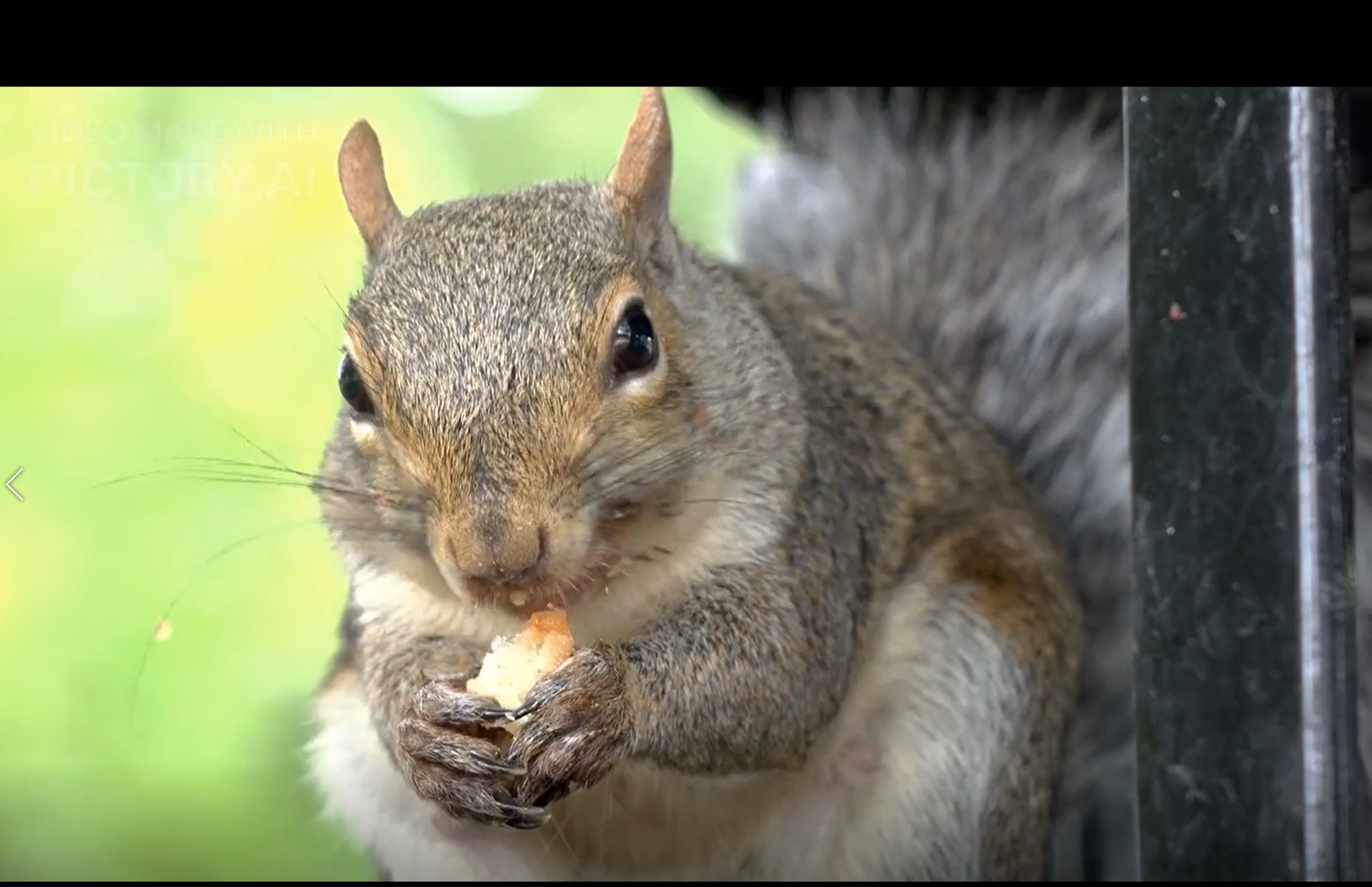 Squirrel Eats Fries, Boosts Fast-Food Chain Engagement